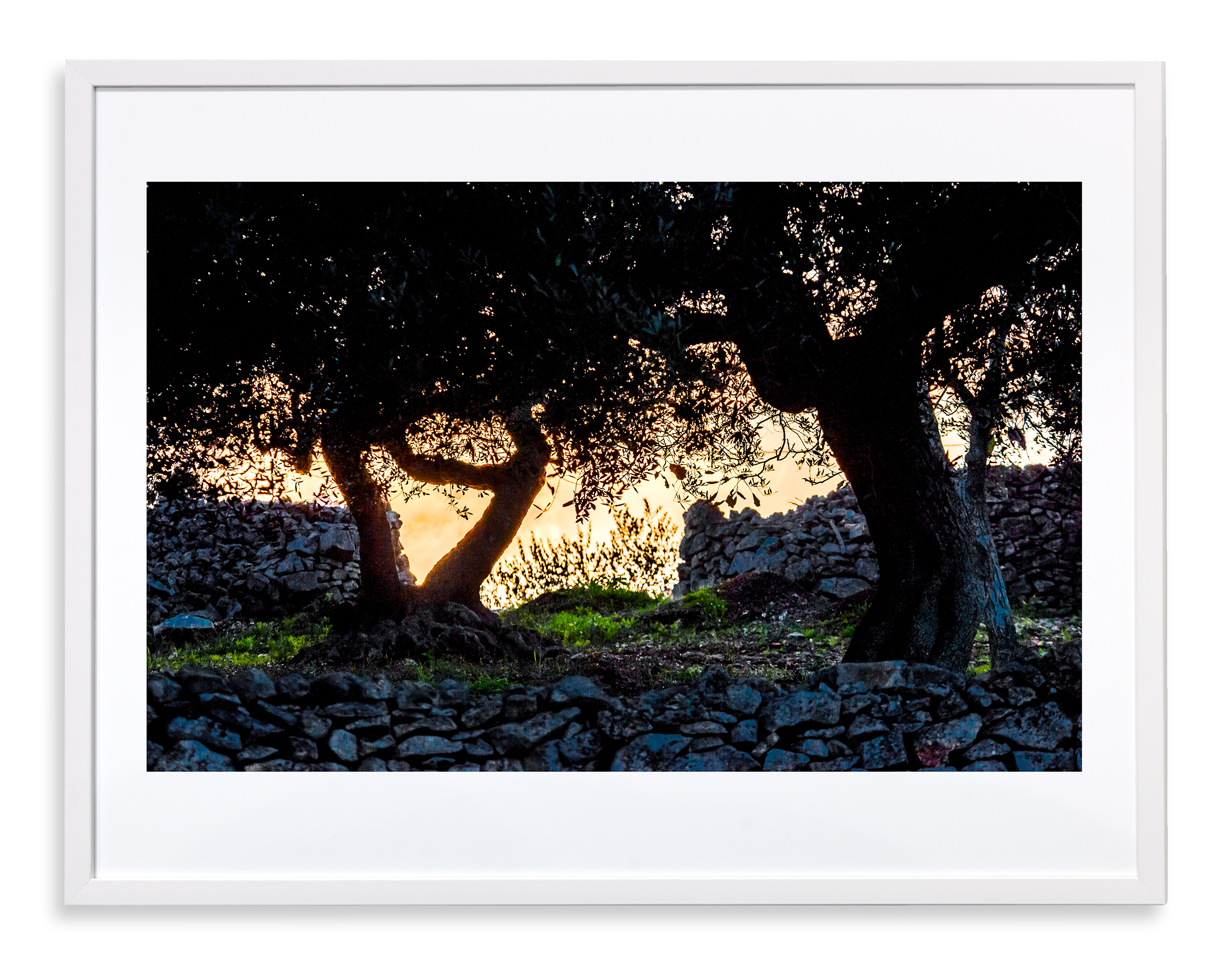 Olijfbomen in tegenicht, avond