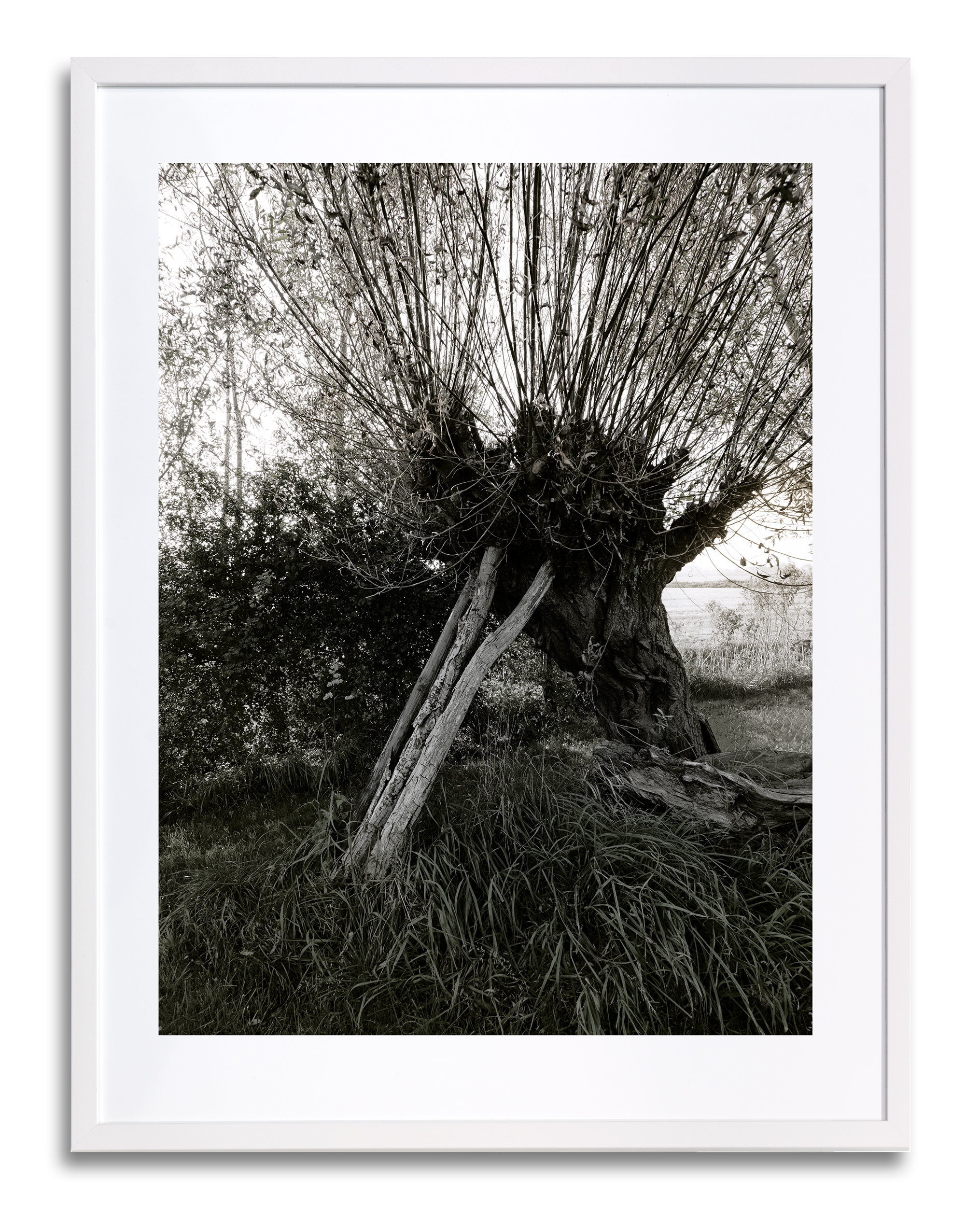 Wilgenboom ondersteund